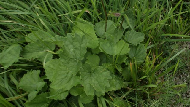 Campanula trachelium